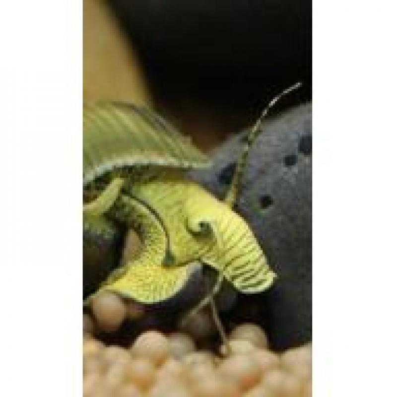 Tylomelania(Sulawesi slakken)
