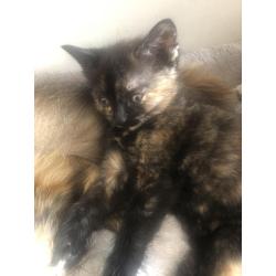 Siberische boskat kittens