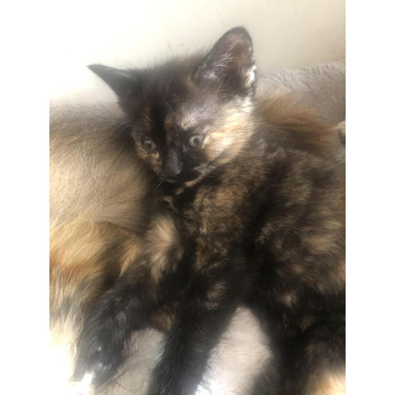 Siberische boskat kittens
