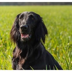 Puppy’s Flatcoated retriever