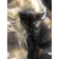 Siberische boskat kittens