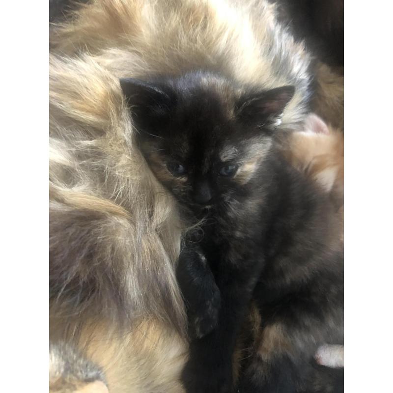 Siberische boskat kittens