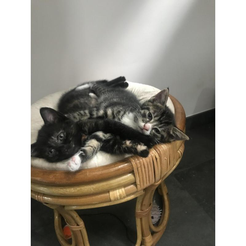 4 kittens