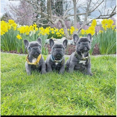 Franse Bulldog-puppy's