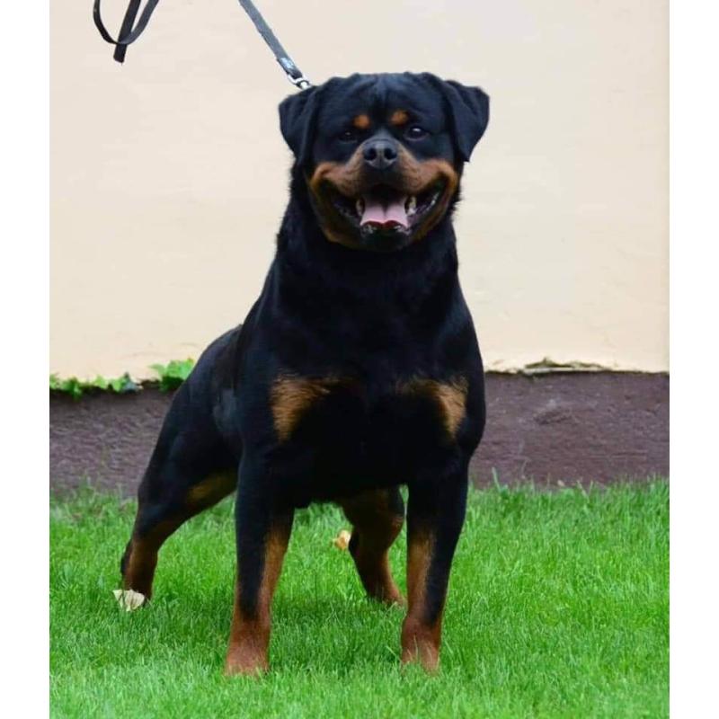 Rottweiler puppy reu