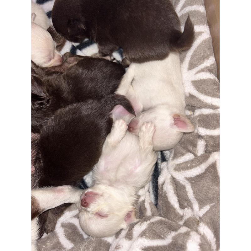 Chihuahua pups