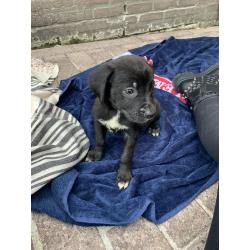 Kruising Newfoundlander , xl bully pups