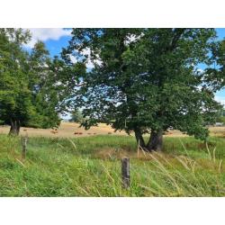 MAISSIN: zeer mooi gelegen bouwgrond, 51a 42ca – VAS1332C