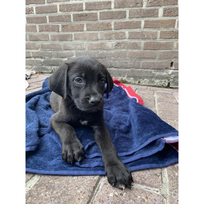 Kruising Newfoundlander , xl bully pups