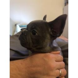 Schatige blauwe Franse bulldog met stamboom