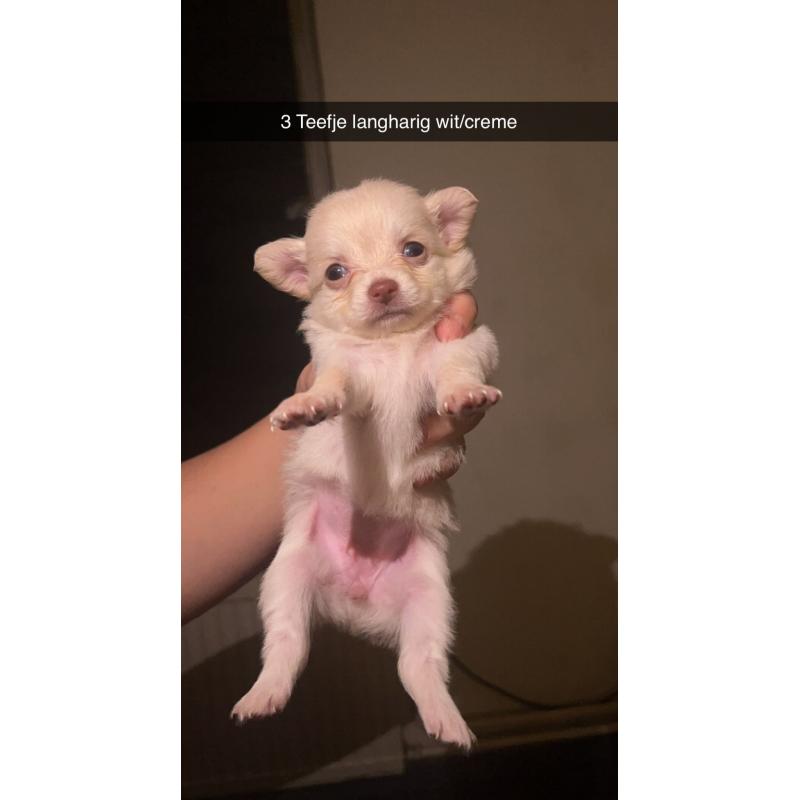 Chihuahua pups