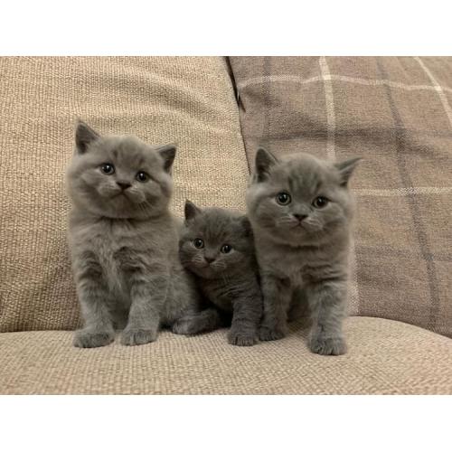 Super en prachtige Britse korthaar kittens