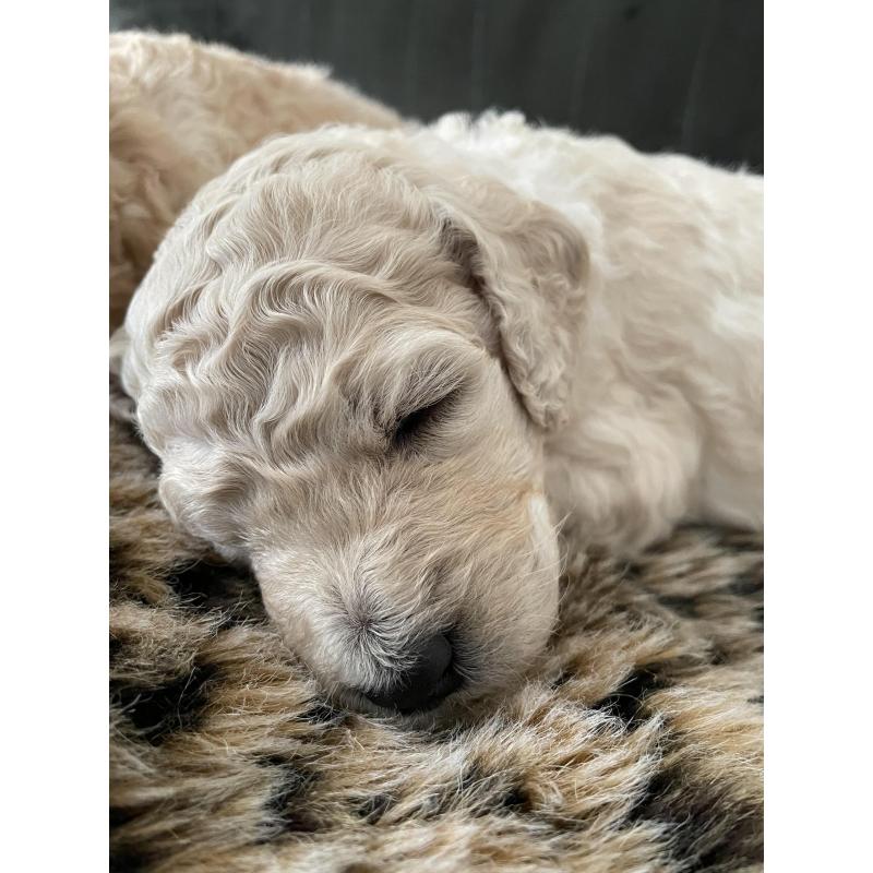 Te koop, prachtige labradoodle pups