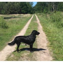 Puppy’s Flatcoated retriever