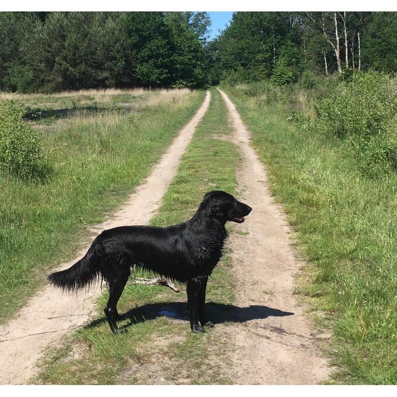 Puppy’s Flatcoated retriever