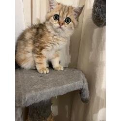 Perzische exotic kittens te koop met stamboom