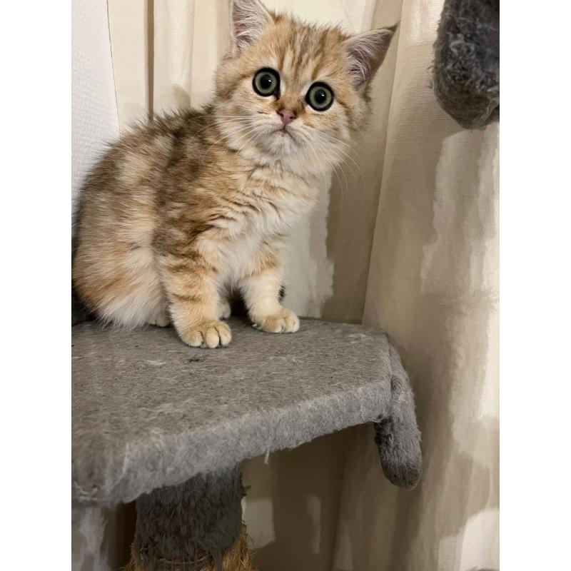 Perzische exotic kittens te koop met stamboom