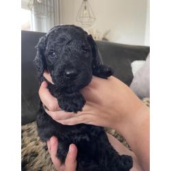 Te koop, prachtige labradoodle pups