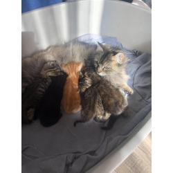 Siberische boskat kittens