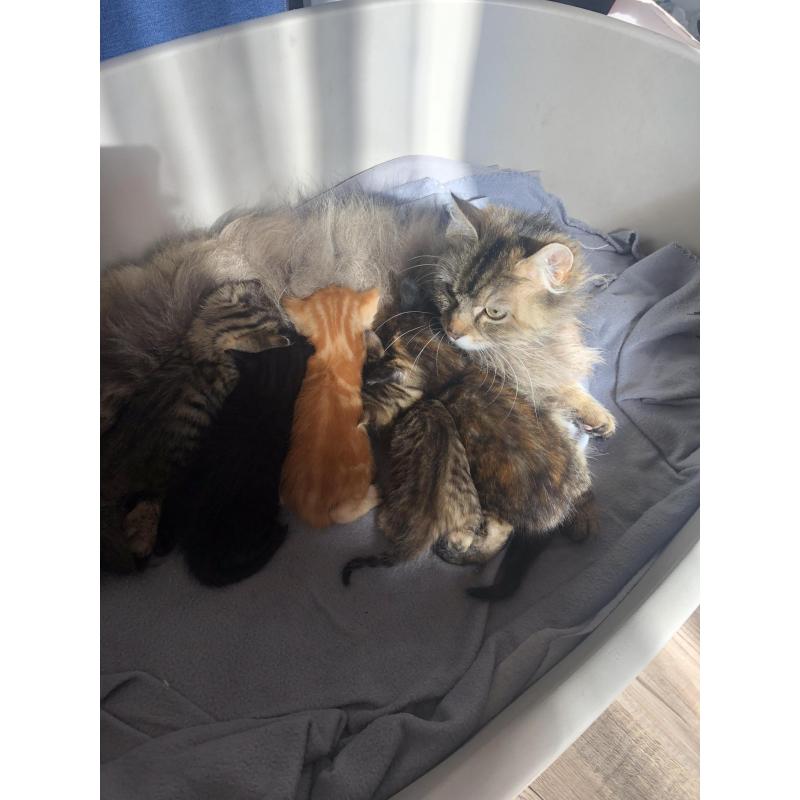 Siberische boskat kittens