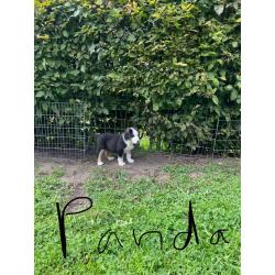 Grote zwitserse sennen hond pups
