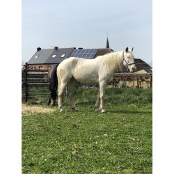 Prachtige cremello