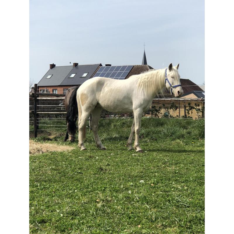 Prachtige cremello