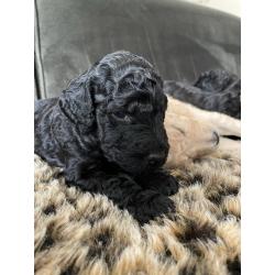 Te koop, prachtige labradoodle pups
