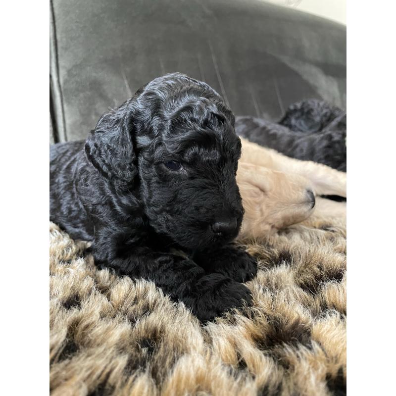 Te koop, prachtige labradoodle pups