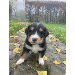 Berner sennen x schotse collie pups
