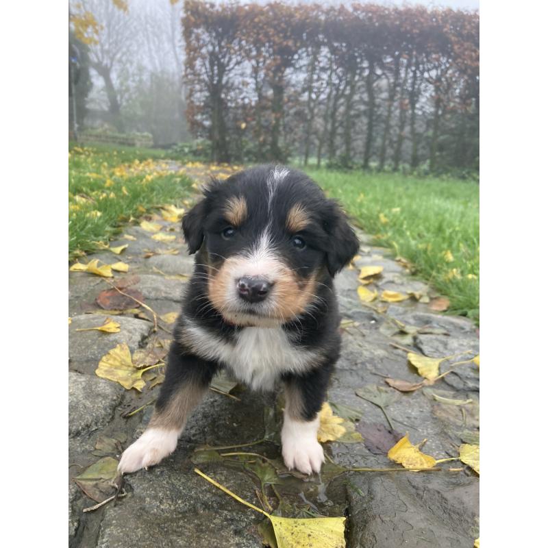 Berner sennen x schotse collie pups