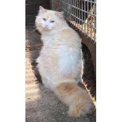 Ragdoll kitten