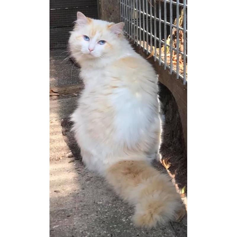Ragdoll kitten