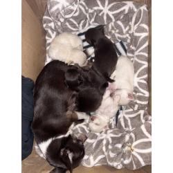 Chihuahua pups