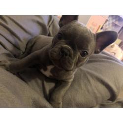 Schatige blauwe Franse bulldog met stamboom