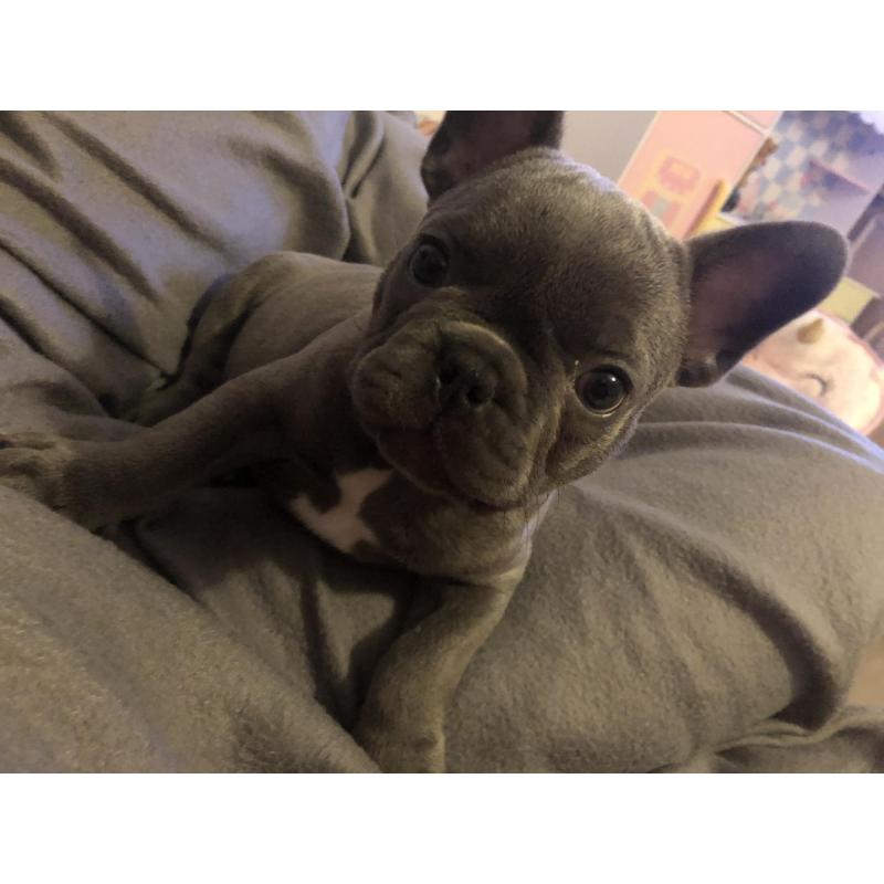 Schatige blauwe Franse bulldog met stamboom