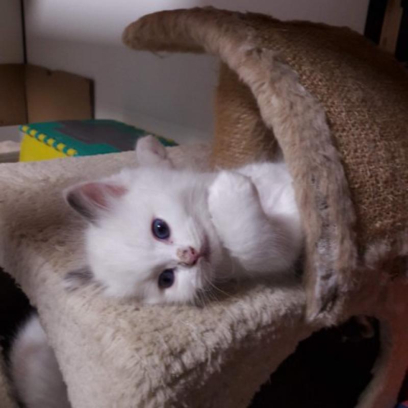 Ragdoll kitten