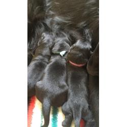 Puppy’s Flatcoated retriever