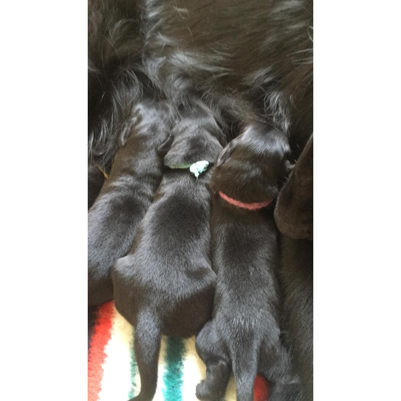 Puppy’s Flatcoated retriever