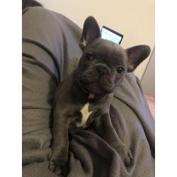 Schatige blauwe Franse bulldog met stamboom