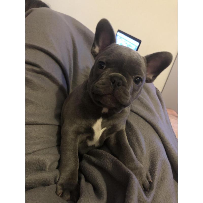 Schatige blauwe Franse bulldog met stamboom