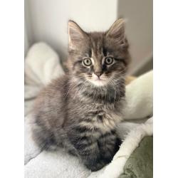 Maine coon kitten 650€