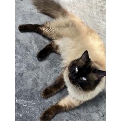 Ragdoll kittens