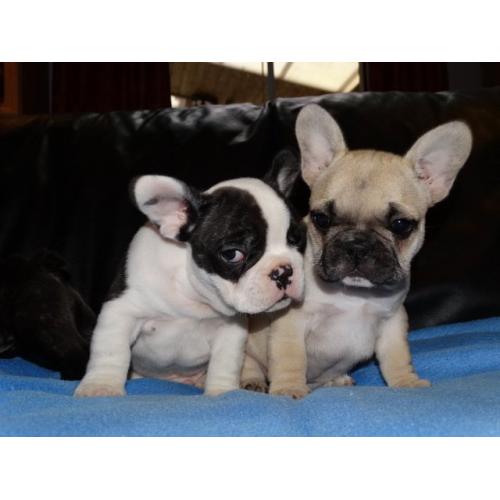 Super Franse Bulldog-puppy's te koop
