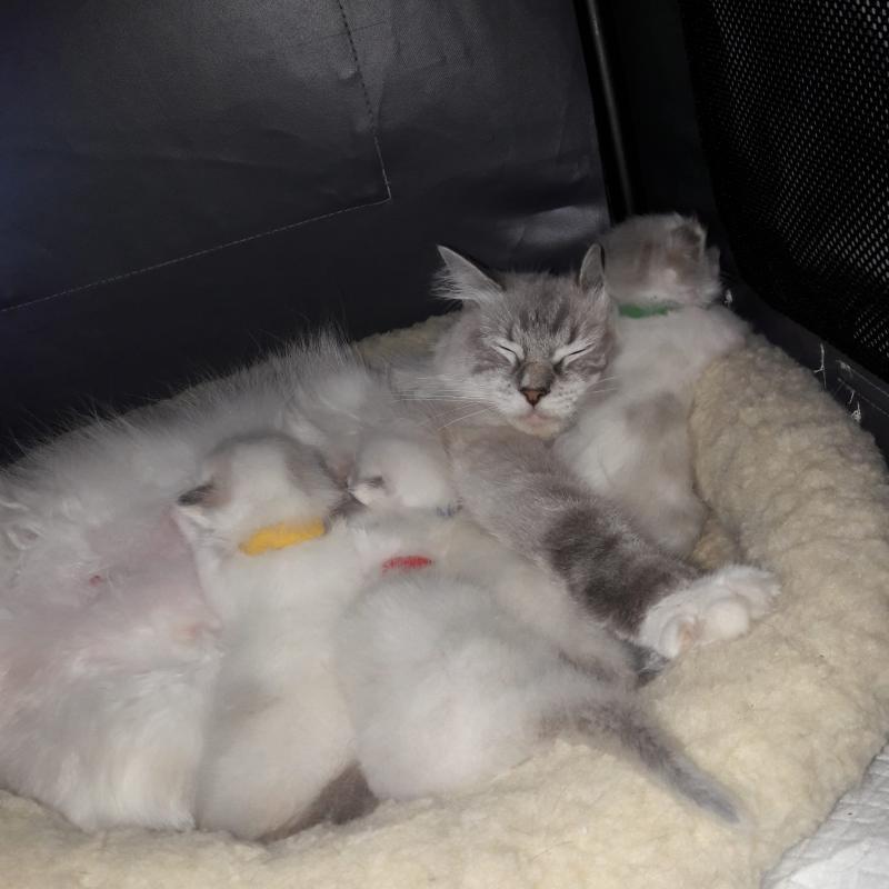 Ragdoll kitten