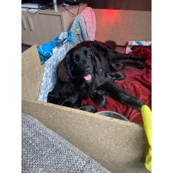 Kruising Newfoundlander , xl bully pups