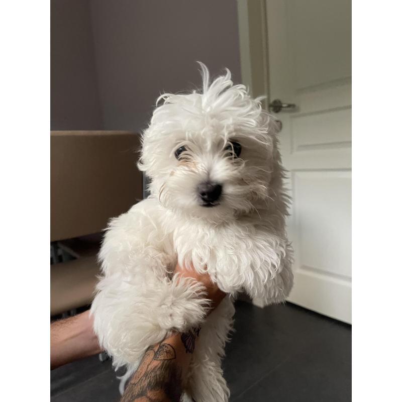 Mini maltezer
