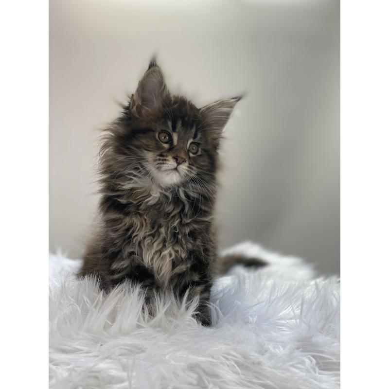 Maine Coon kitten