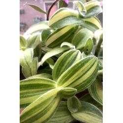 RARE Tradescantia Sillamontana Variegata, stekjes, kamerplant