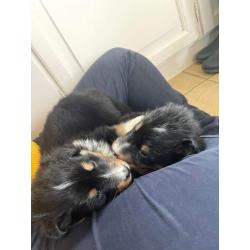 Berner sennen x schotse collie pups
